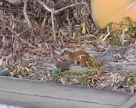 大安トラウトレイク釣果